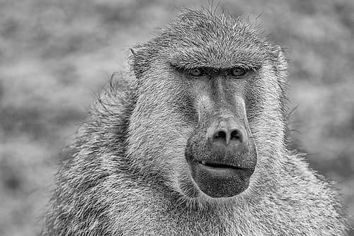 Baboon-Amboseli National Park-Africa Art Print